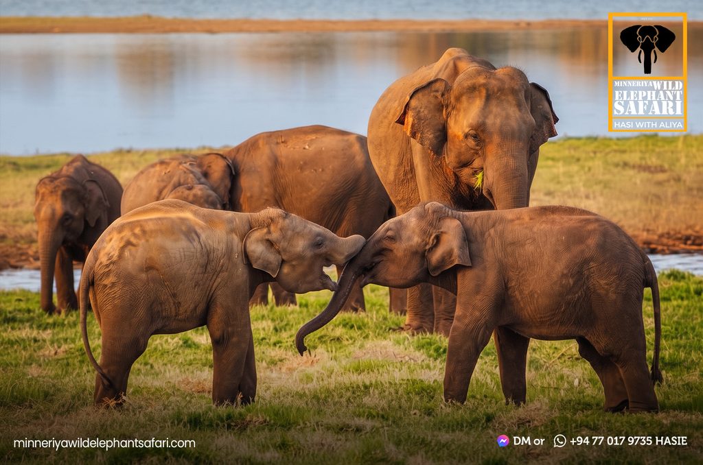 minneriya-wild-elephant-safari