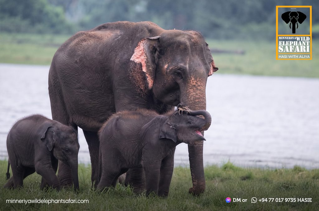 minneriya-wild-elephant-safari