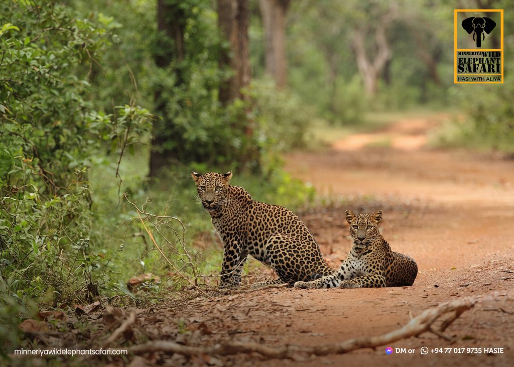 Minneriya, Kaudulla, Eco Park & Sigiriya safari