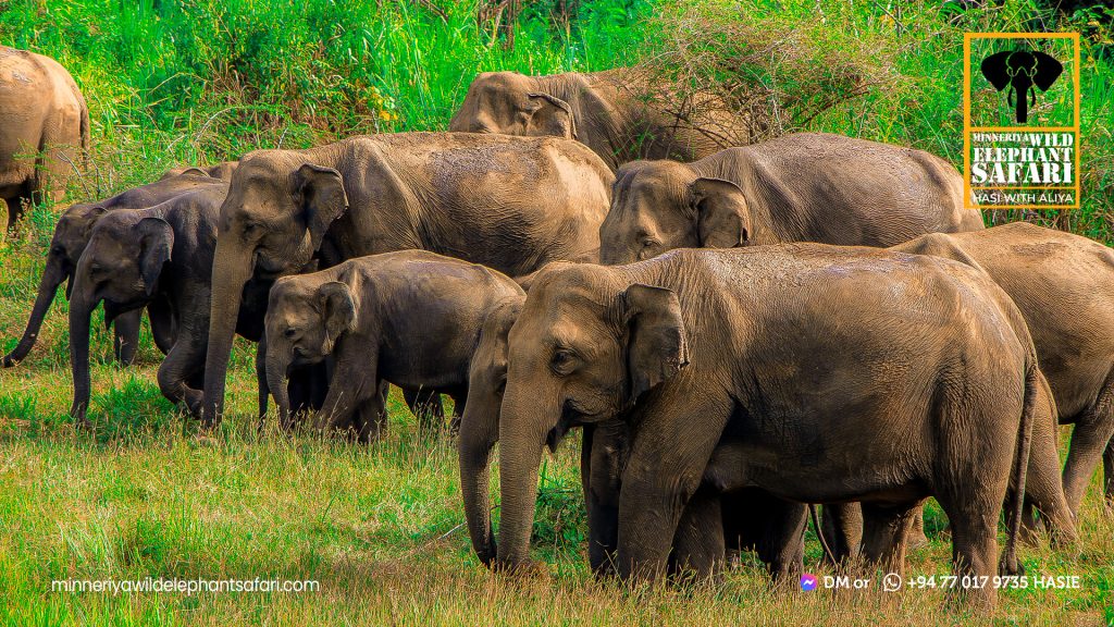 Minneriya national Park safari