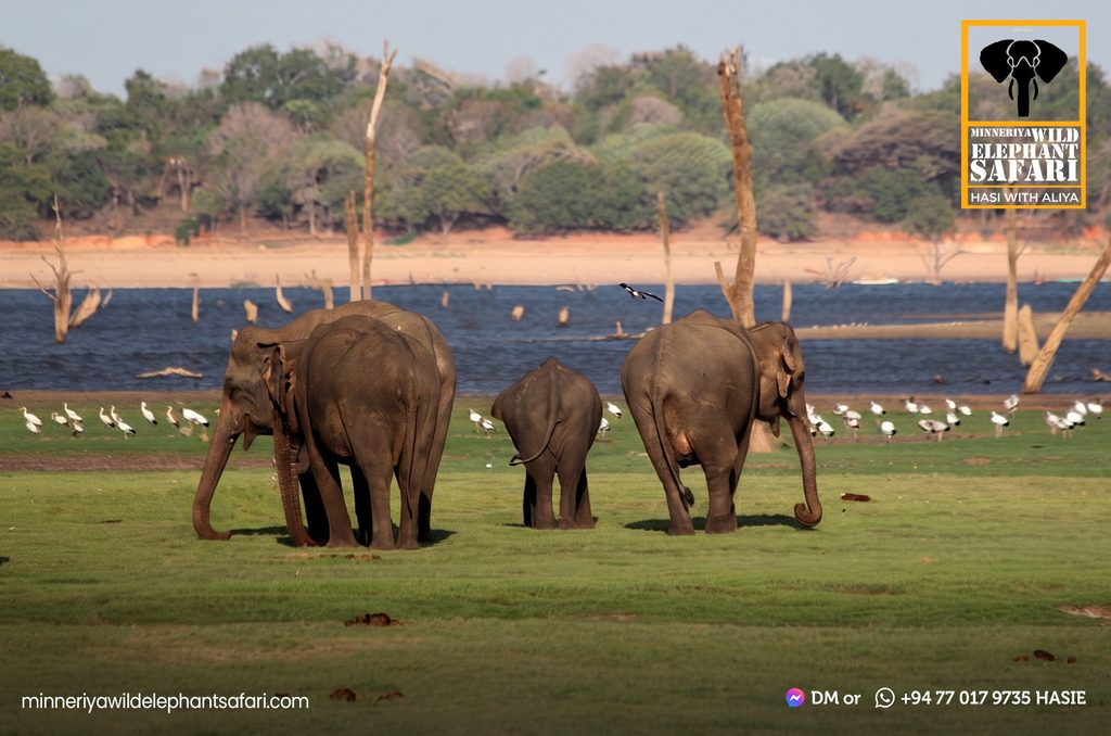 minneriya-wild-elephant-safari