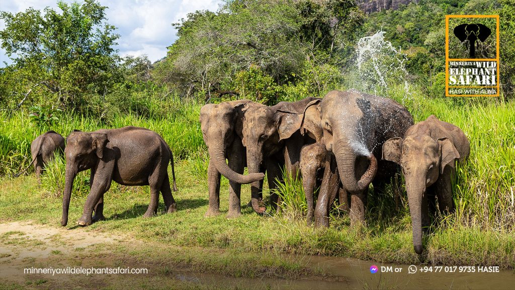 Minneriya Wild Elephant safari