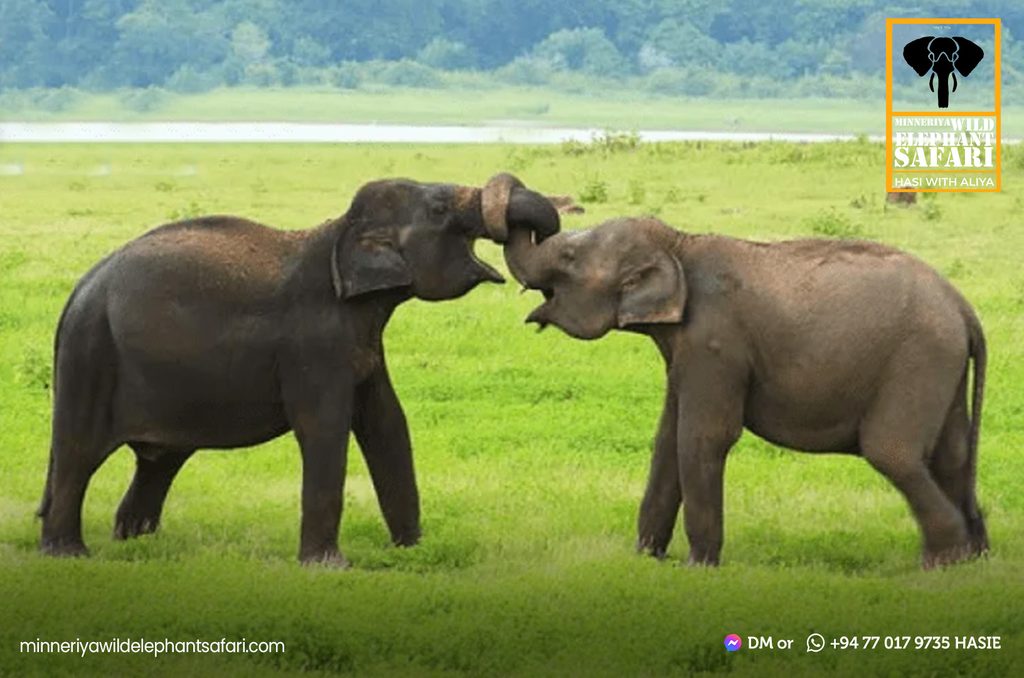 minneriya-wild-elephant-safari