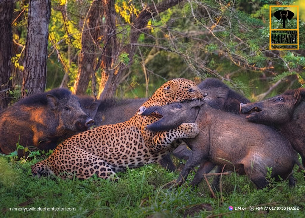 Minneriya, Kaudulla, Eco Park & Sigiriya safari
