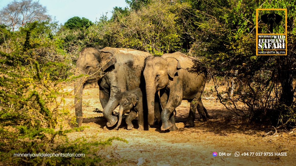 sri lanka elephants safari