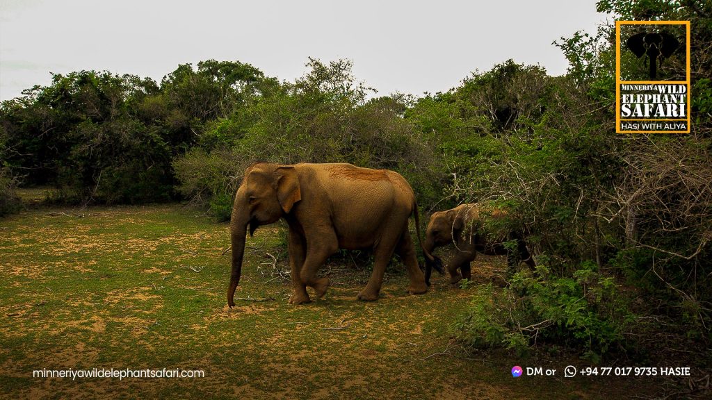 Kaudulla national Park