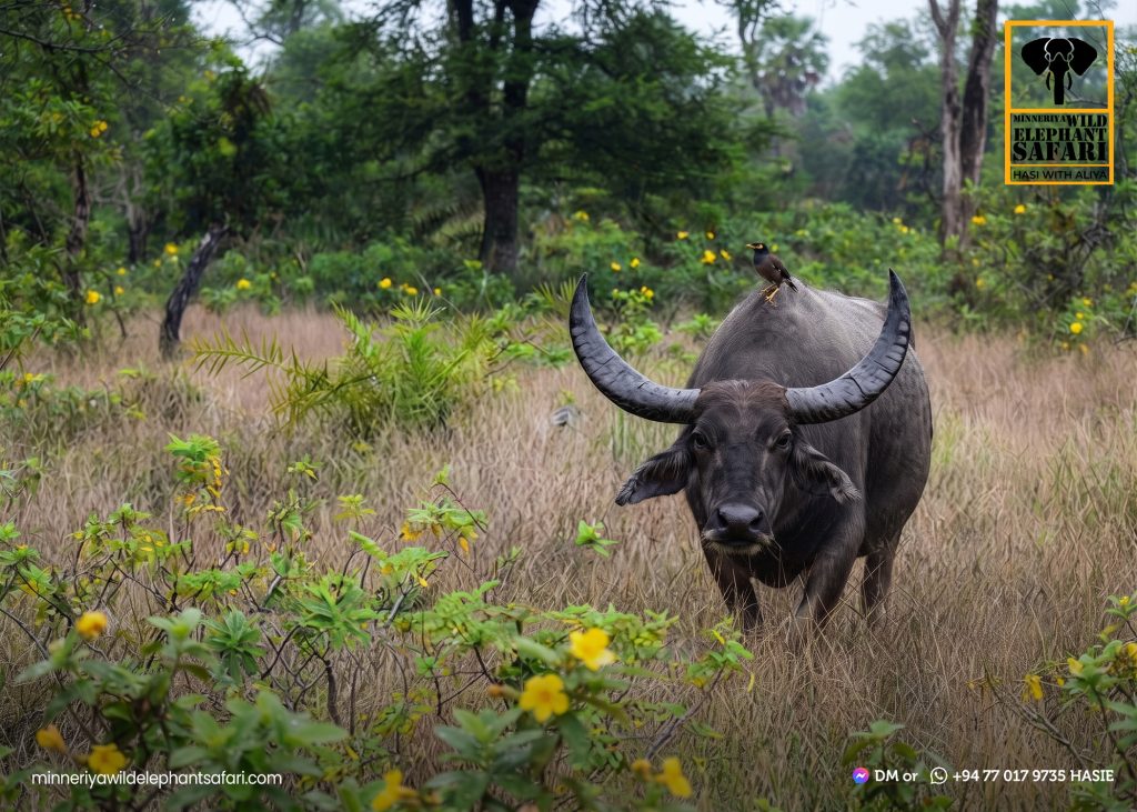 Minneriya, Kaudulla, Eco Park & Sigiriya safari