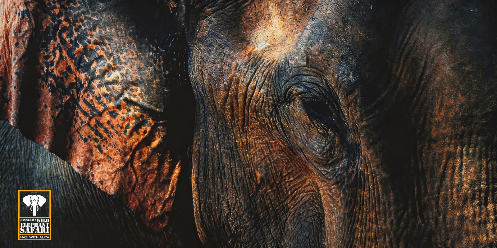 Sri Lanka Elephant Safari: Why Are Elephants So Special?