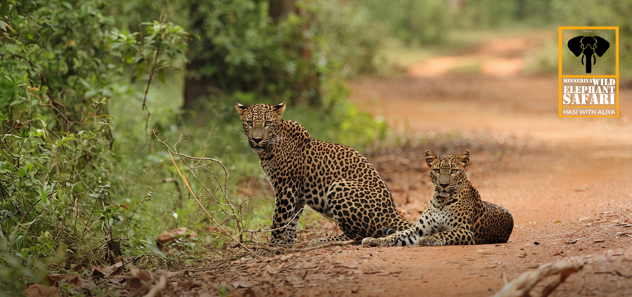 Explore Large Mammals in Minneriya, Kaudulla, Eco Park & Sigiriya in the Sri Lankan Dry Zone