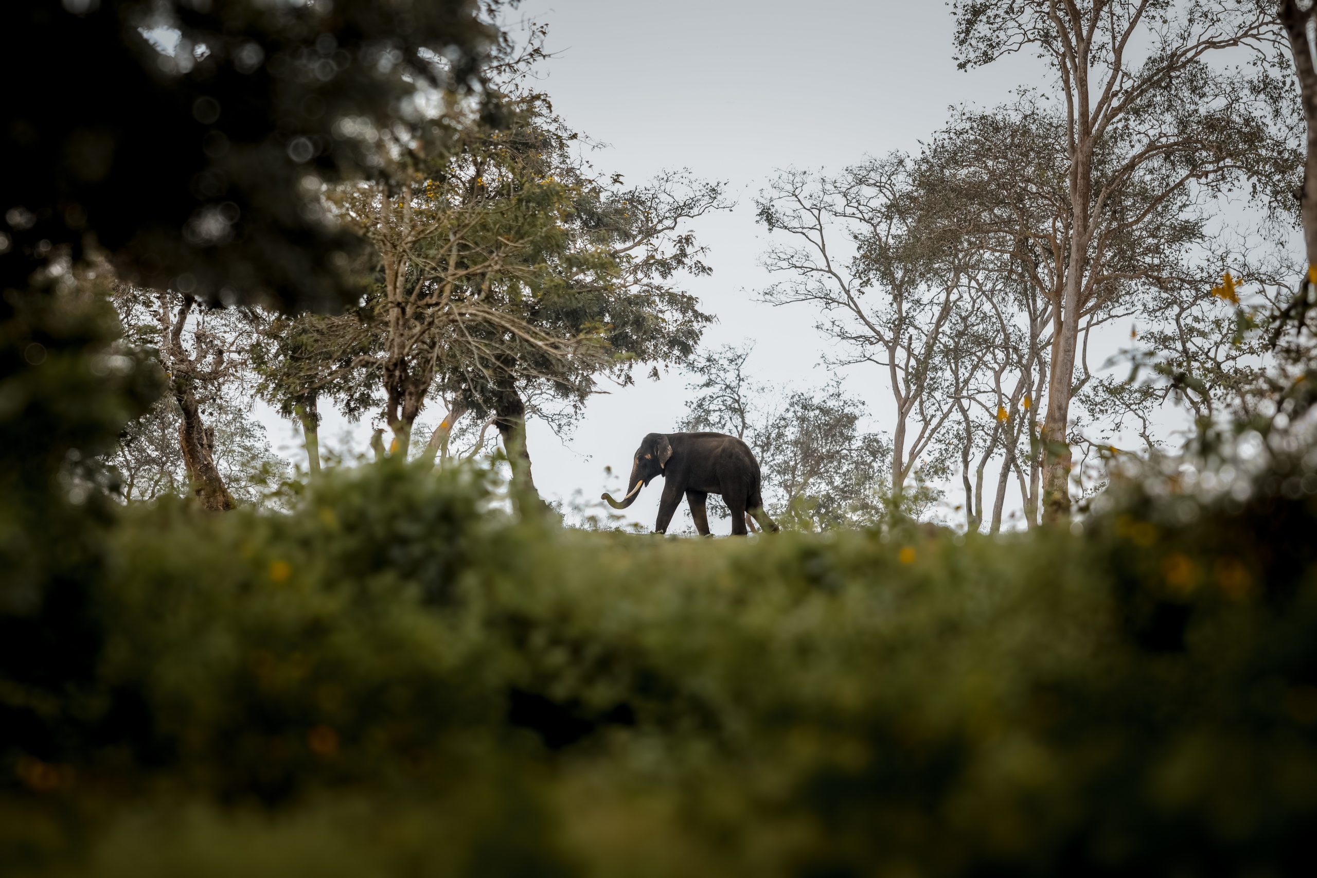 The Great Gathering: A Wild Elephant Safari in Minneriya and Kaudulla
