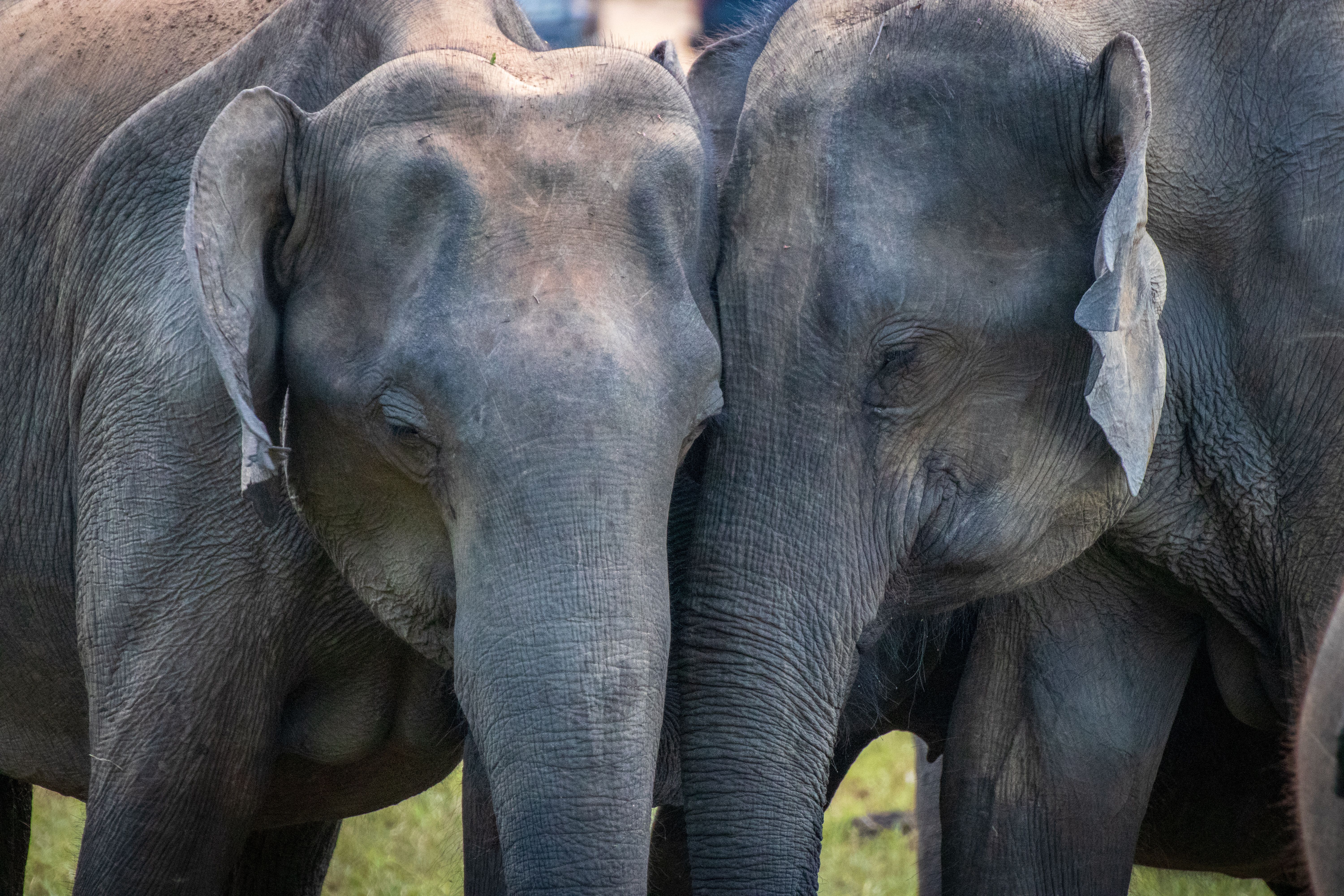 Minneriya vs Kaudulla vs Hurulu Eco Park: The Ultimate Sri Lanka Safari Guide